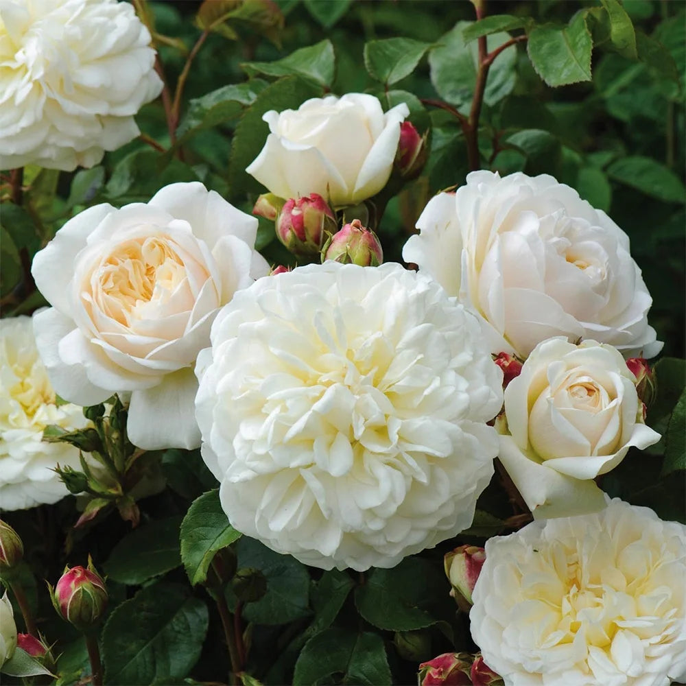 White Rose Bush Live Plant Z389