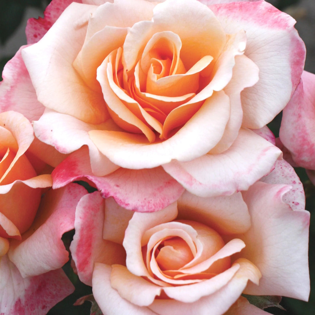 Hybrid Tea Rose Live Plants 2 Piece B567037