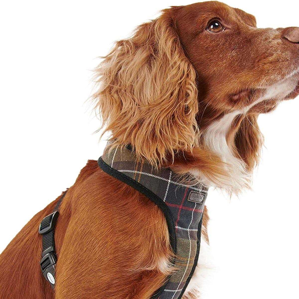 Tartan Dog Harness K523