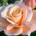 Hybrid Tea Rose Live Plants 2 Piece B567037