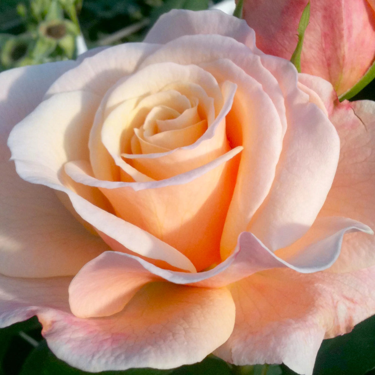 Hybrid Tea Rose Live Plants 2 Piece B567037