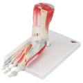6-Part Foot Skeleton Anatomical Model E876