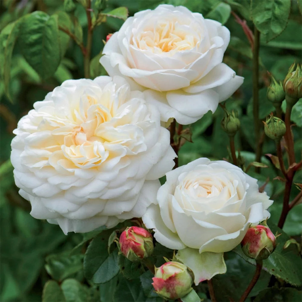 White Rose Bush Live Plant Z389