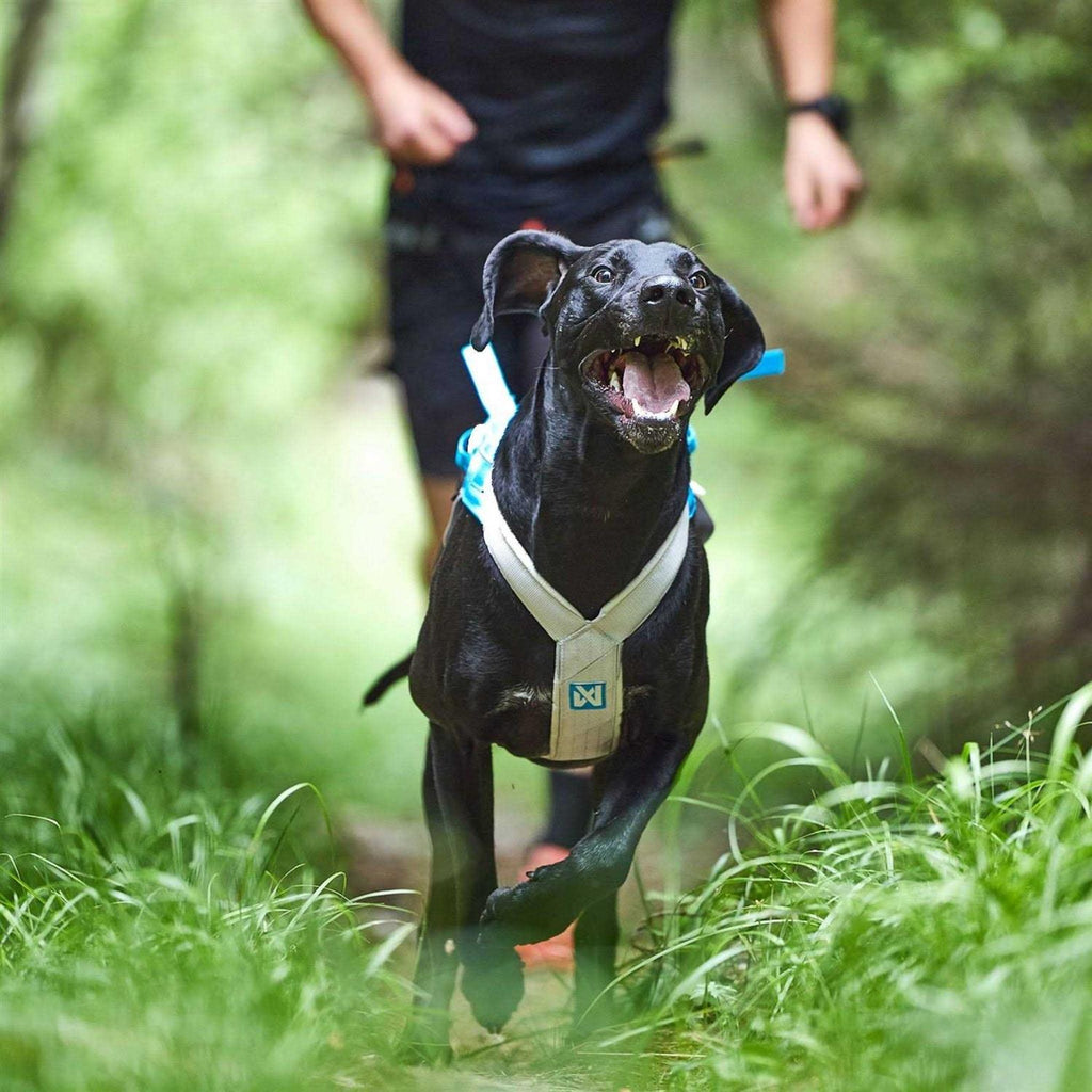 Dogwear Harness A250