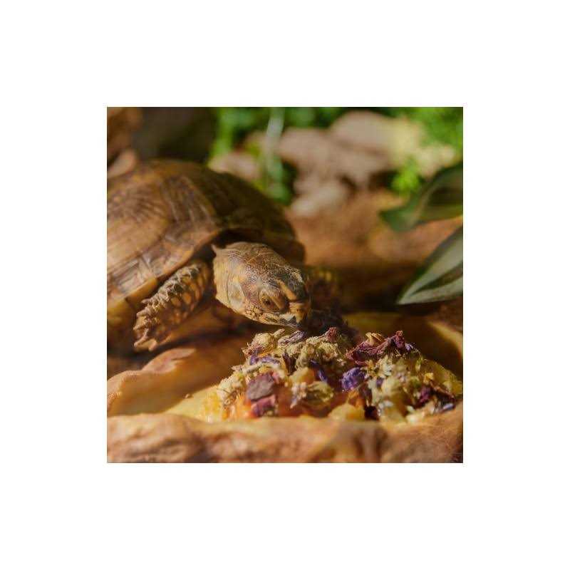 Tortoise & Box Turtle Food Topper U858