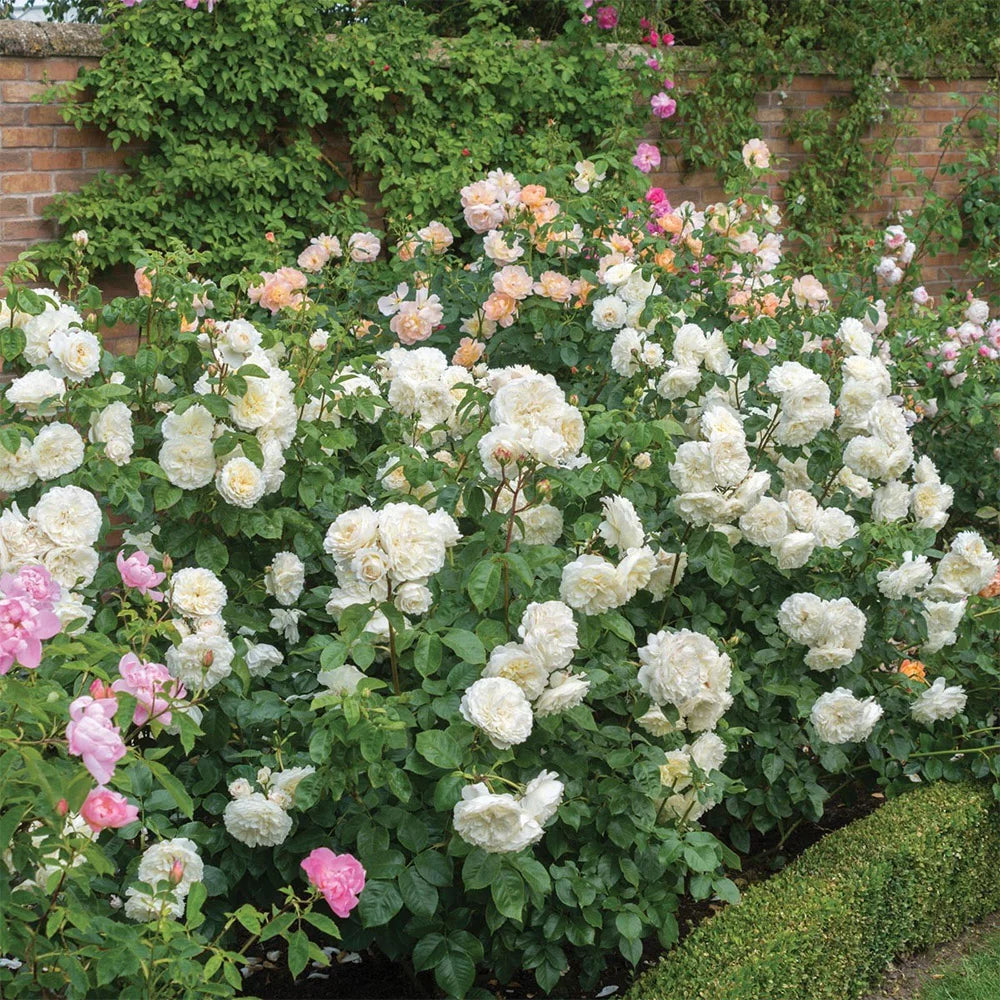 White Rose Bush Live Plant Z389