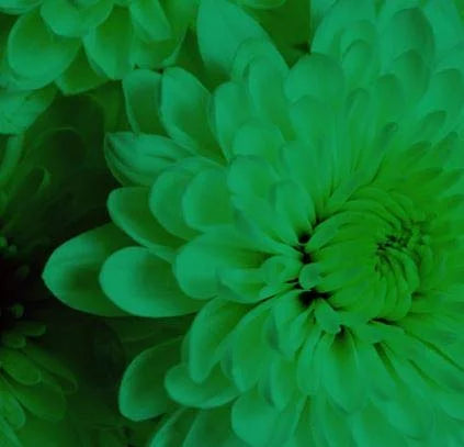 Absorbit Stem Dye for Fresh Cut Flowers Matte Finish Systemic Holiday Green D6228