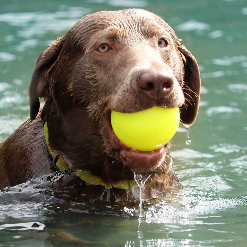 Dog Toy Ball X70920