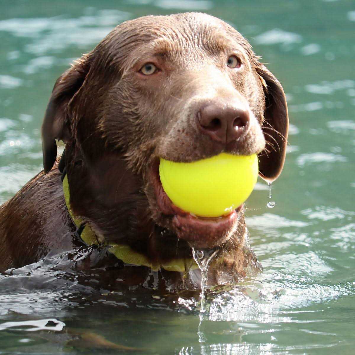 Dog Toy Ball X70920